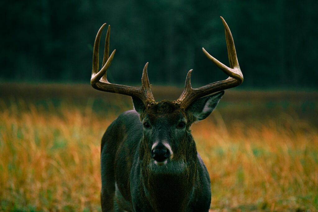 What are the Advantages and Disadvantages of Hunting with a Blunt Object?