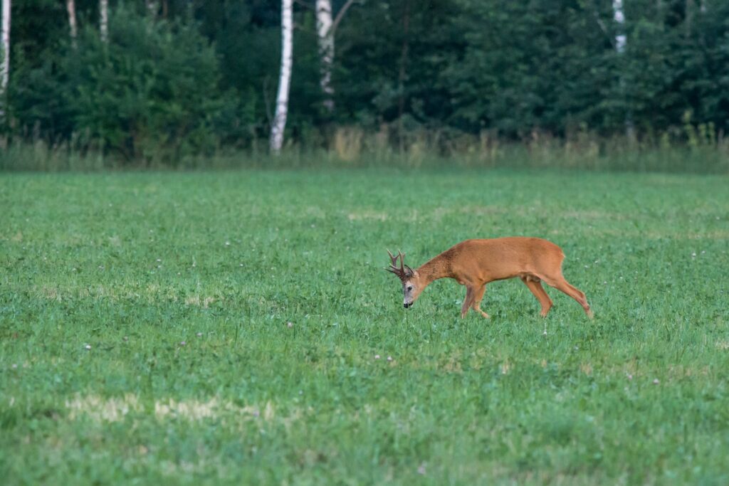 How Do Dogs Help Find and Chase Deer?
