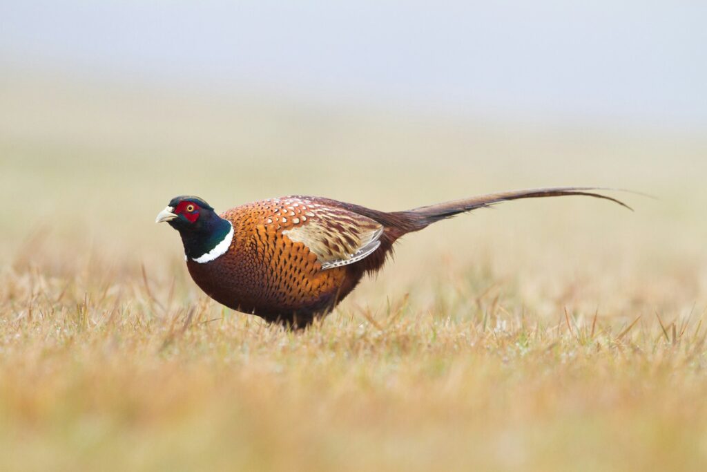 What footwear is best suited for pheasant hunting terrains?
