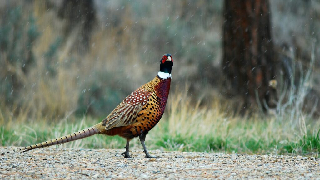 What are the essential clothing items for pheasant hunting?