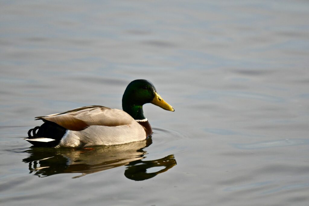 What should be your base layer when wearing waders?