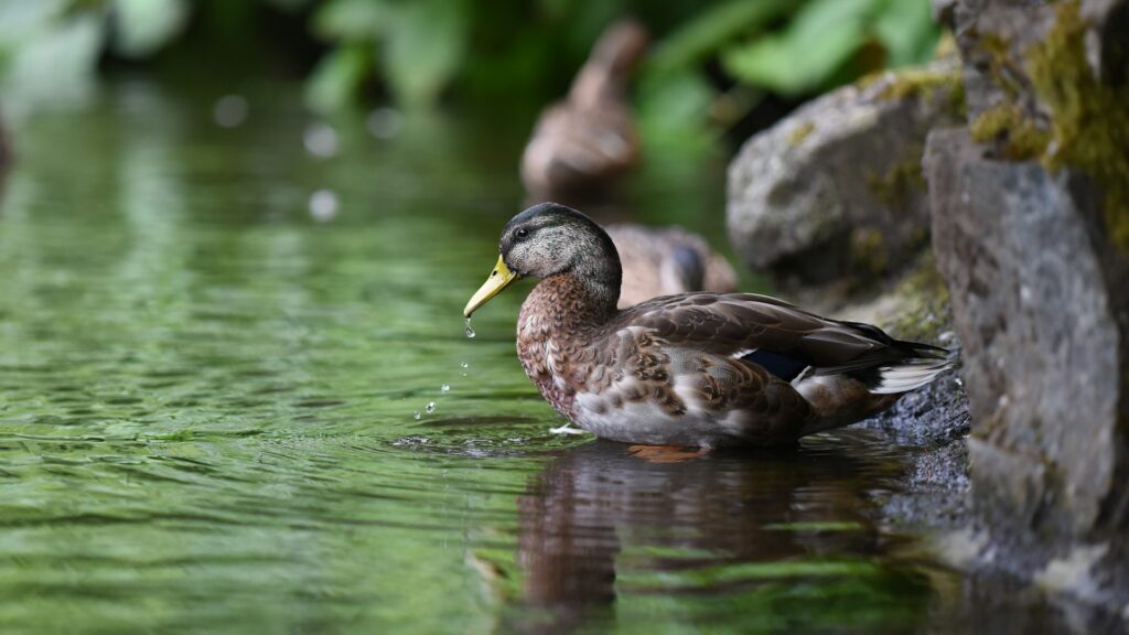 Why is layering important when duck hunting?