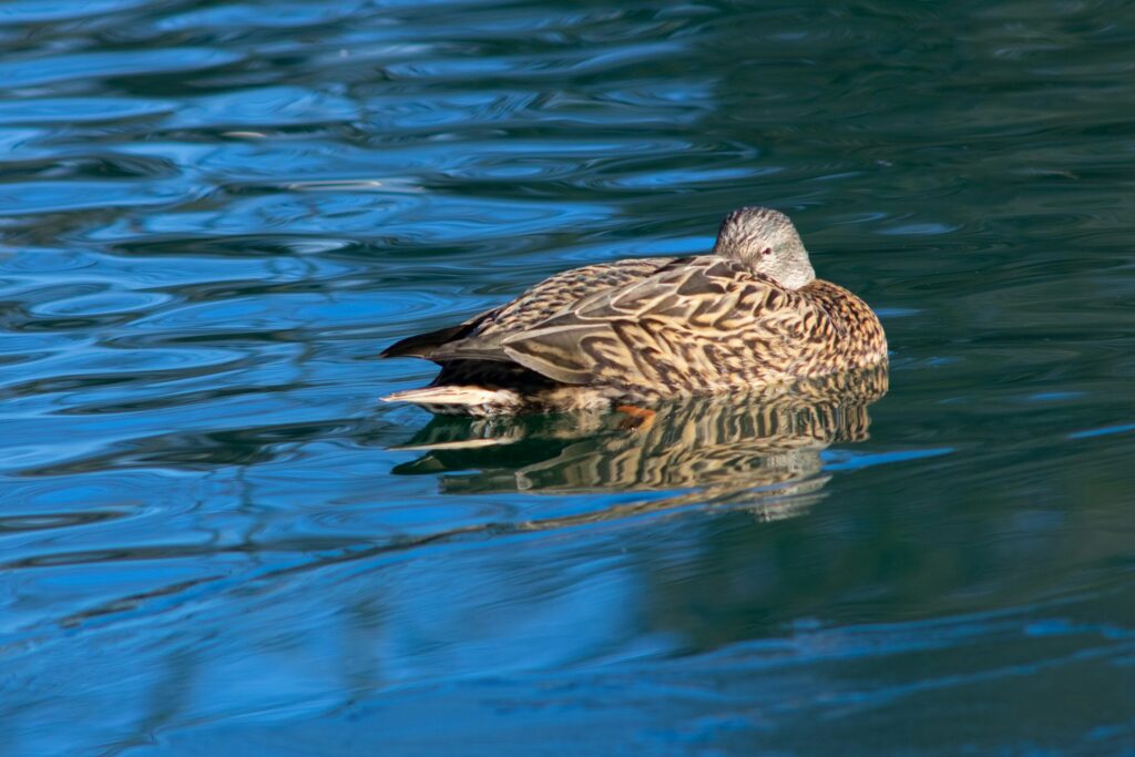 Why Choose a Kayak for Duck Hunting?